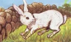 Mito del conejo astuto y cruel